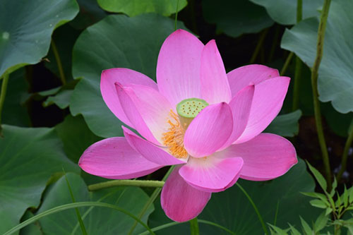 中國(guó)9種香的花：一種會(huì)為你引路，一種提煉的香精比黃金還貴！