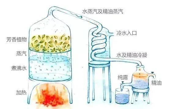 芳香療法，一個(gè)起源于5000年前的神秘學(xué)科