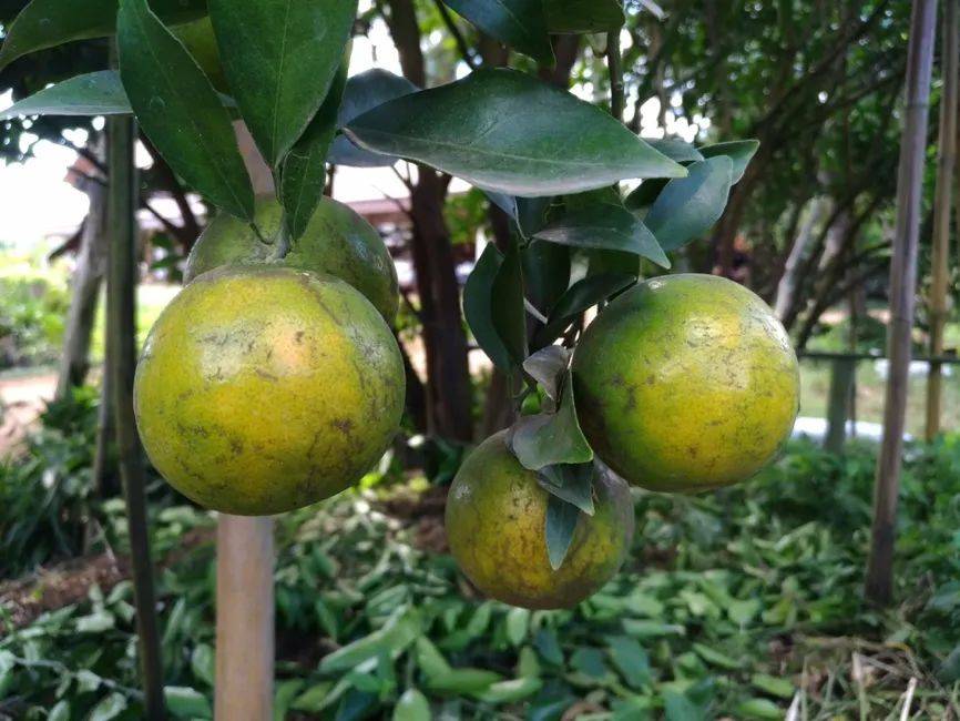 ESG壓力下，合成生物技術(shù)正在改變香精香料行業(yè)
