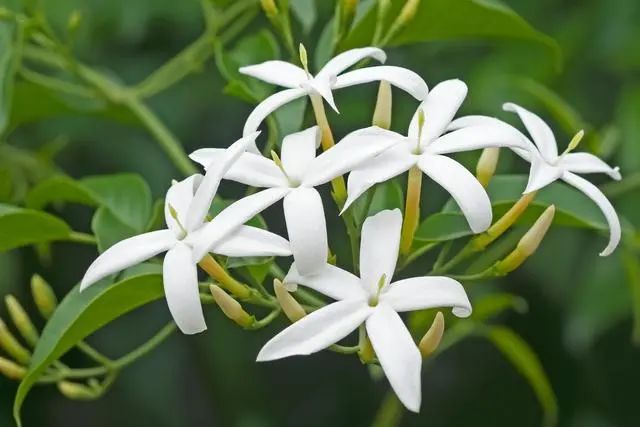室內(nèi)種植這幾種植物，讓你的房間充滿芳香，凈化空氣，芬芳室內(nèi)