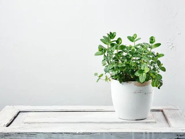 室內(nèi)種植這幾種植物，讓你的房間充滿芳香，凈化空氣，芬芳室內(nèi)