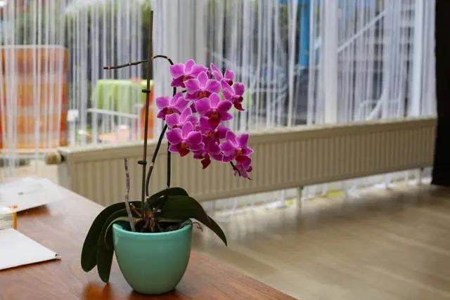 室內(nèi)種植這幾種植物，讓你的房間充滿芳香，凈化空氣，芬芳室內(nèi)