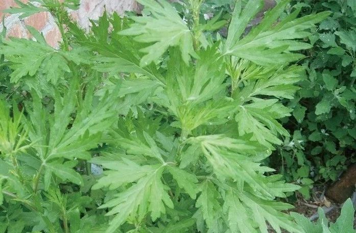 夏天來(lái)了，驅(qū)蚊的香料有哪些