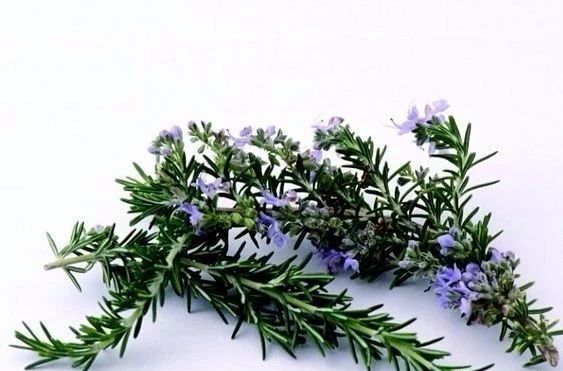 夏天來(lái)了，驅(qū)蚊的香料有哪些